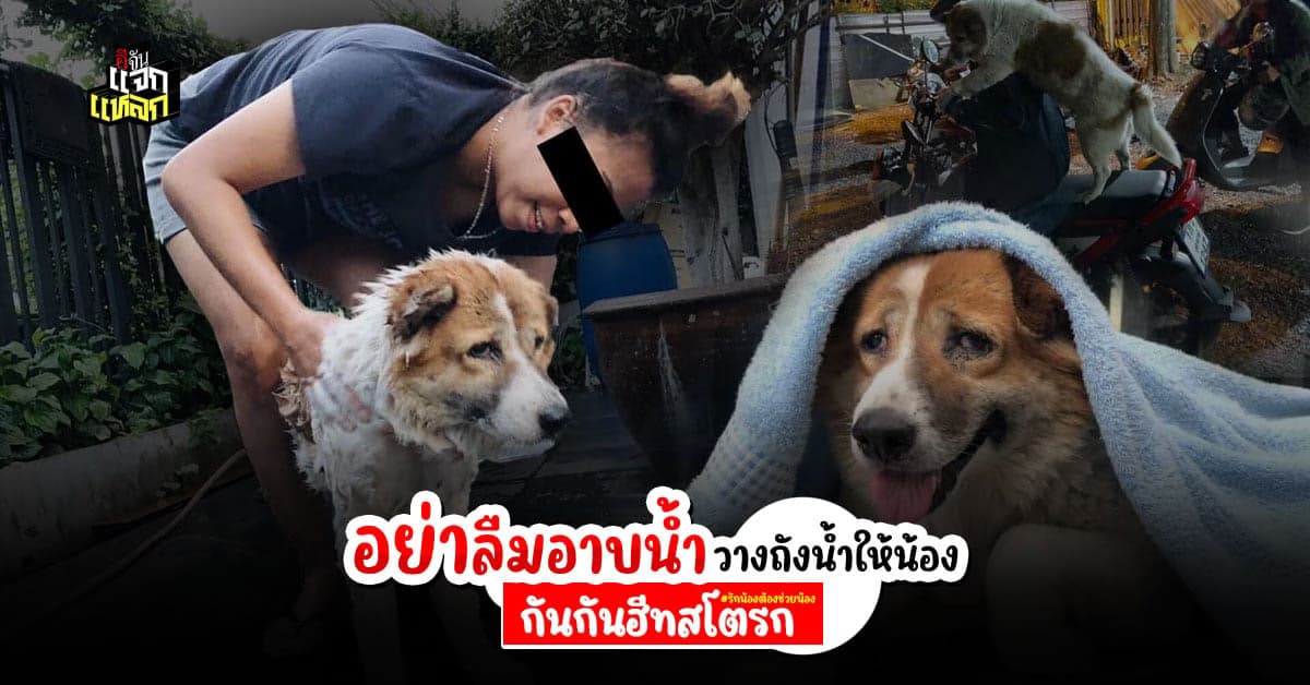 อย่าวางใจ ร้อนนี้ หมาเเมวเสี่ยงฮีทสโตก กันไว้ดีกว่า