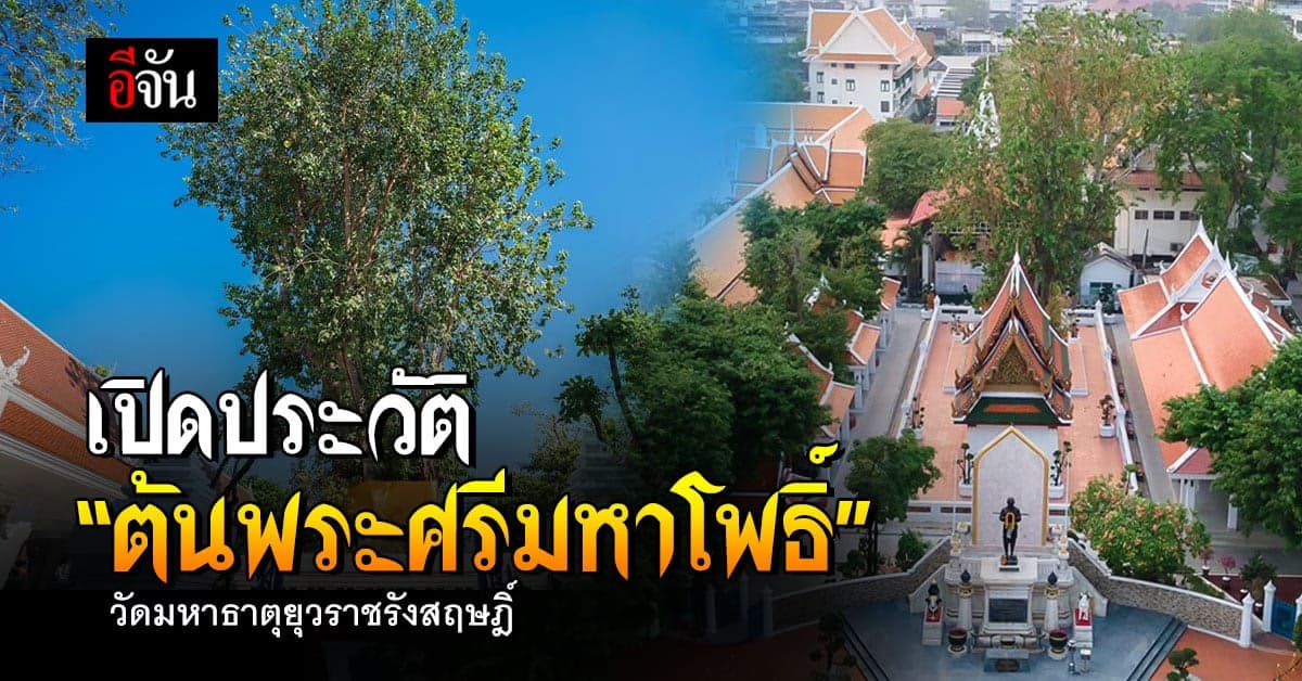 “ต้นพระศรีมหาโพธิ์” ที่เคารพนับถือของชาวพุทธฯ