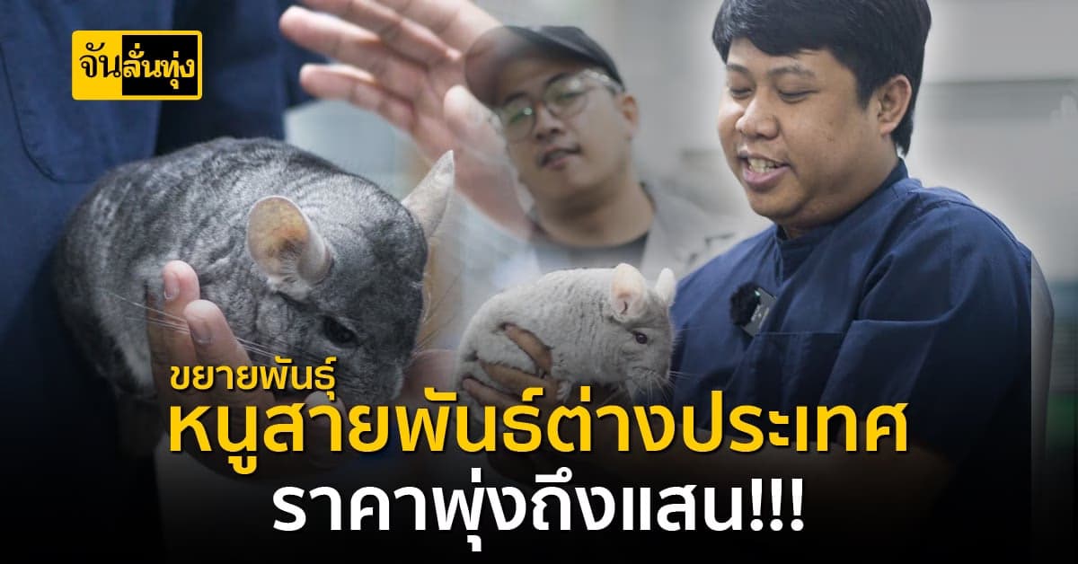 หนูสายพันธุ์ ตปท. มาพัฒนา ขยายสายพันธุ์สร้างรายได้กว่าหลักแสนต่อเดือน