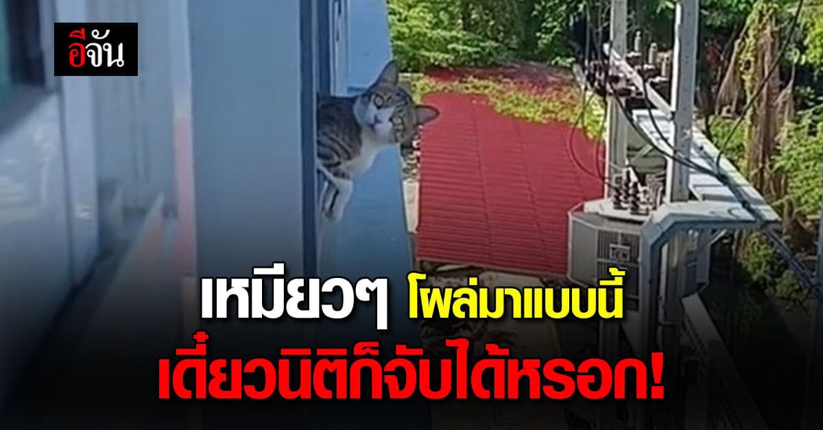 เพื่อนข้างห้องในรูปแบบแมว แต่คอนโดไม่ให้เลี้ยงแมวรึเปล่า?