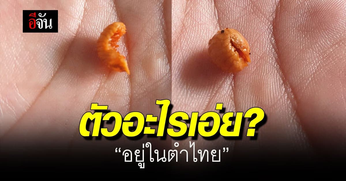 หนุ่มโพสต์ถามโซเชียล ตัวอะไรในส้มตำไทย