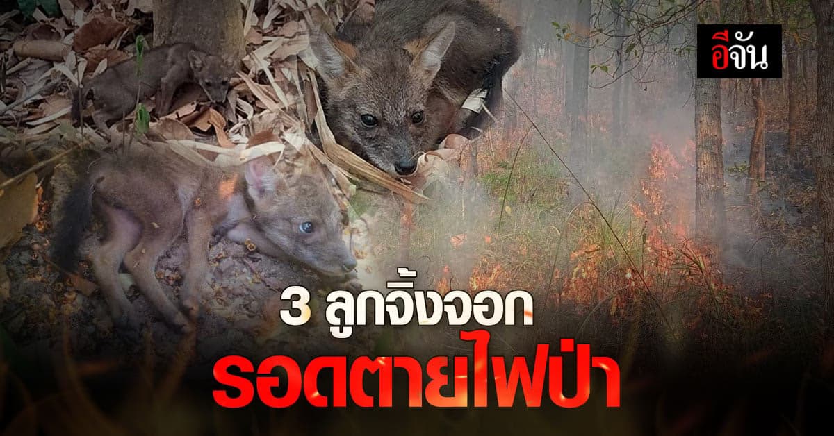 หน่วยพิทักษ์อุทยานแห่งชาติแจ้ซ้อน ช่วย 3 ลูกจิ้งจอกรอดไฟป่า