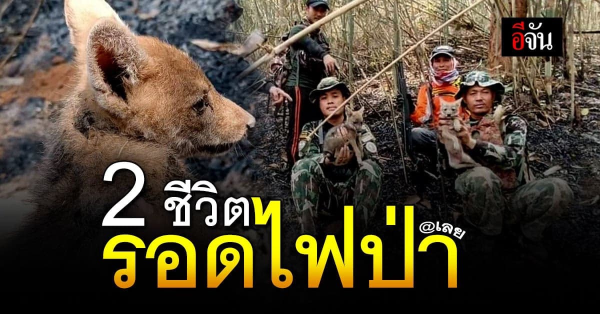 จนท.อุทยานฯ ช่วยลูกหมาป่าอีก 2 ชีวิต รอดพ้นไฟป่าหวุดหวิด