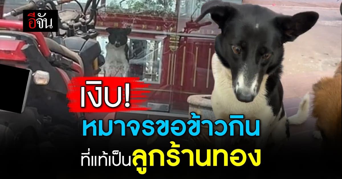 สาวเงิบ ให้ข้าวหมาจรกิน สุดท้ายไม่ใช่หมาจร แต่เป็นหมาเจ้าของร้านทอง