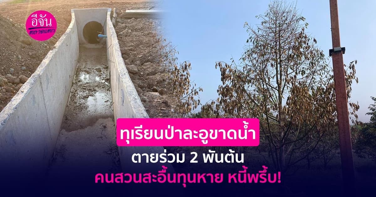 เห็นใจ ชาวสวนป่าละอูสะอื้น ทุเรียนขาดน้ำ ตายเกือบ 2 พันต้น