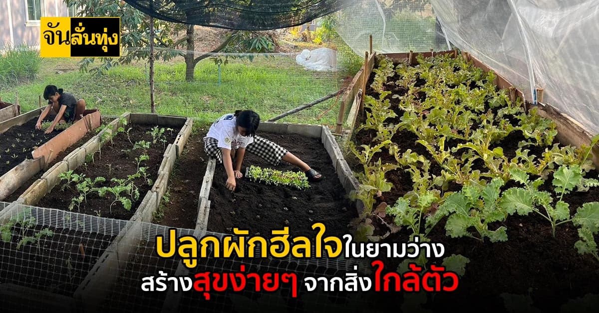 ตกงานช่วงโควิด กลับบ้านนอกทำเกษตร ปลูกผักออแกนิค สร้างสุขให้ตัวเอง