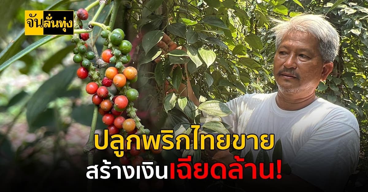ใช้พื้นที่ 6 ไร่ ปลูกพริกไทยขาย สร้างรายได้ครึ่งล้าน