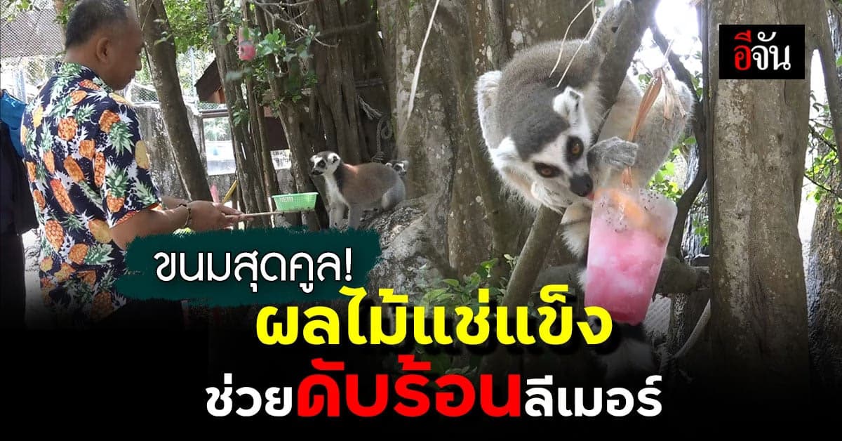 สวนสัตว์สงขลา ช่วยดับร้อน ลีเมอร์ นำผลไม้แช่แข่งให้กินคลายร้อน