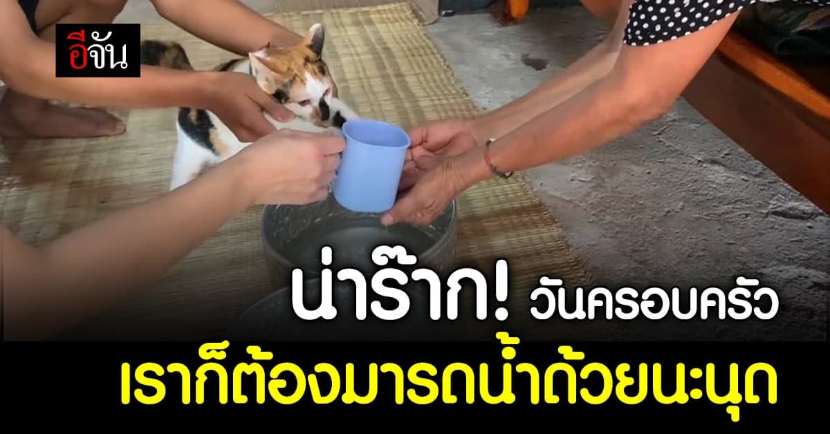สุดน่ารัก! น้องแมวร่วมรดน้ำ ขอพรผู้ใหญ่ ในวันครอบครัว