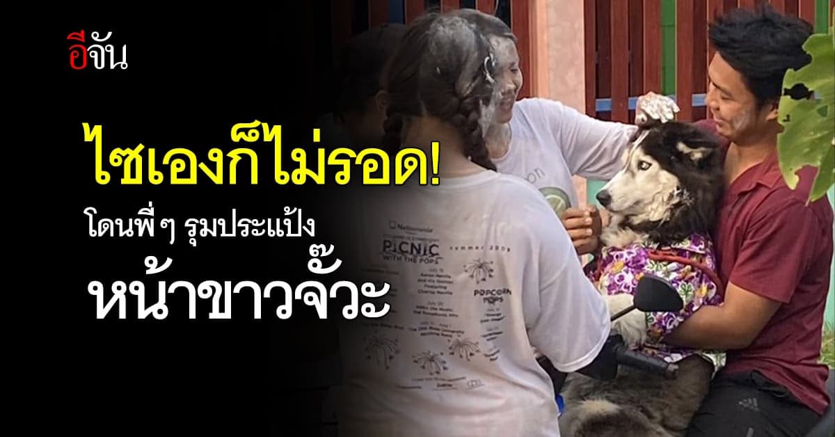 น่ารักอ่ะ! ไซบีเรียนฮัสกี ถูกพี่ๆ ดักประแป้งในวันสงกรานต์หน้าขาวจั๊วะ