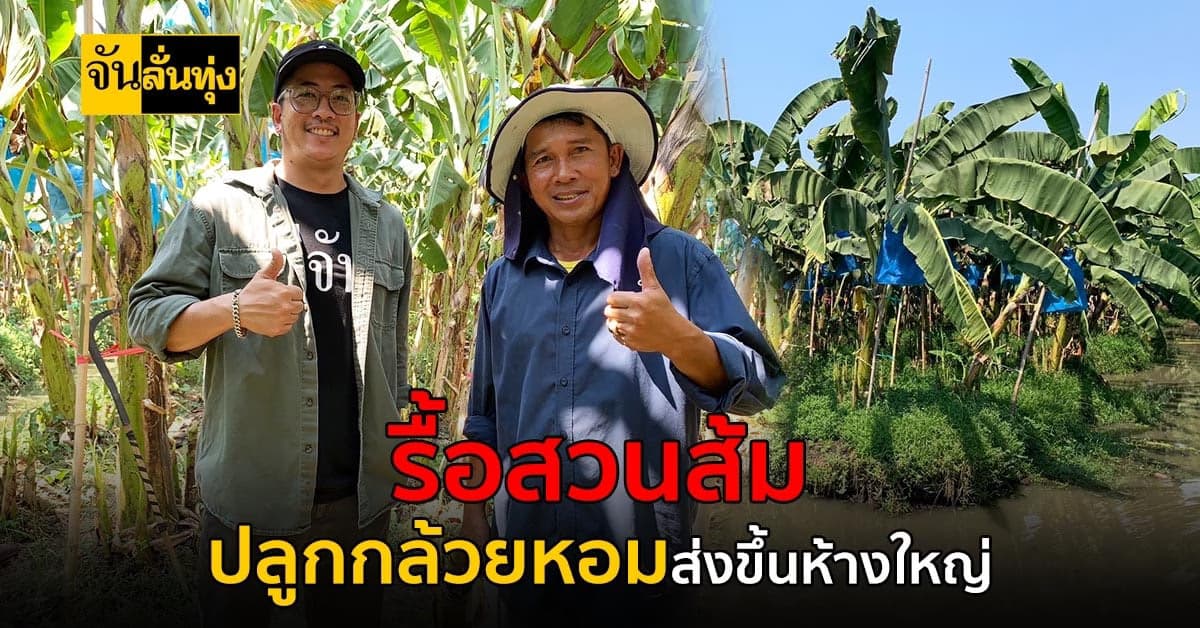 ทิ้งสวนส้มเดินหน้าปลูกกล้วยหอมทอง ส่งห้างดังสร้างเงินล้านบาทต่อปี