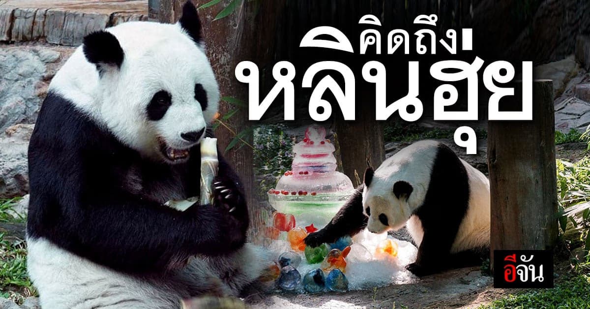 แพนด้า หลินฮุ่ยเสียชีวิต เช้าวันนี้ (19 เม.ย. 66)