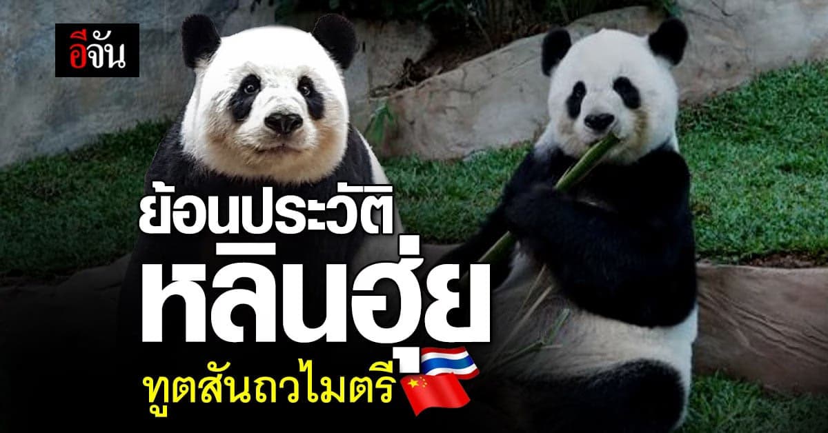 ประวัติ หลินฮุ่ย แพนด้าดังแห่งสวนสัตว์เชียงใหม่