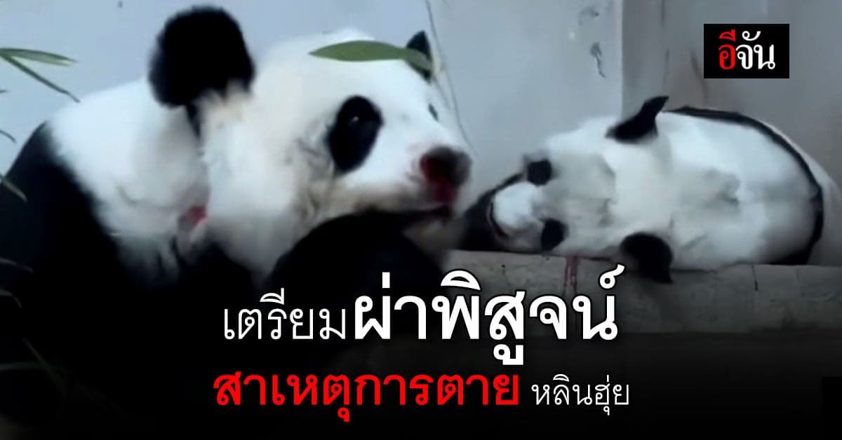 เเพทย์ เเถลง หลินฮุ่ยตาย ไม่มีสัญญาณเตือน ยื้อชีวิตจนนาทีสุดท้าย