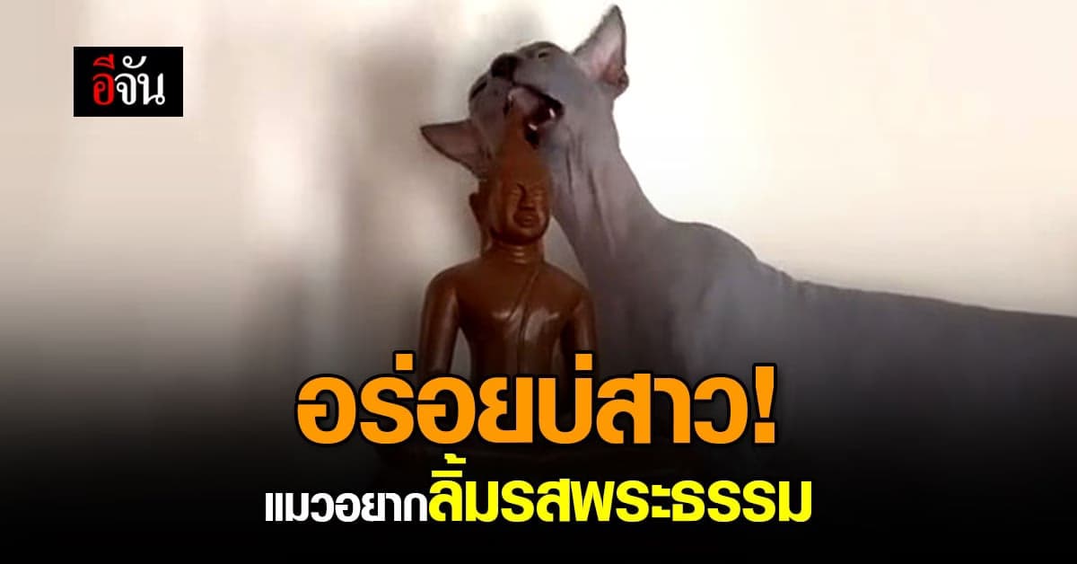 น้องแมวคันฟัน ก็แทะเศียรพระแก้คันเขี้ยวไปเลยสิคะ