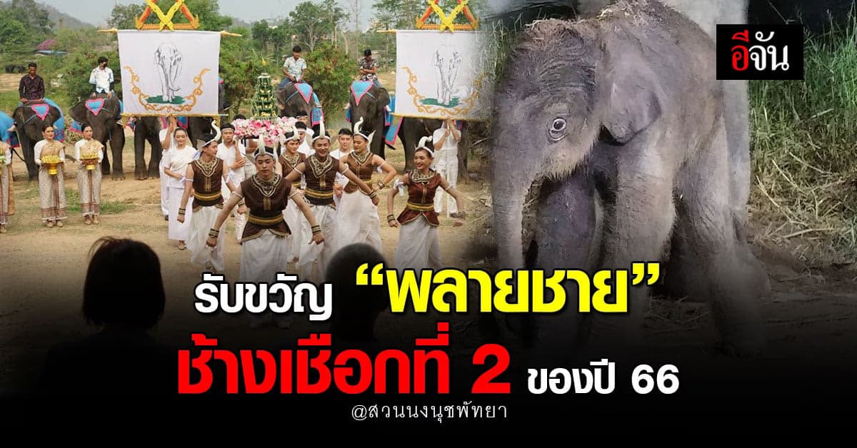 ฤกษ์ดี ! สวนนงนุช จัดพิธีรับขวัญพลายชาย ช้างเชือกที่ 2 ปี’66