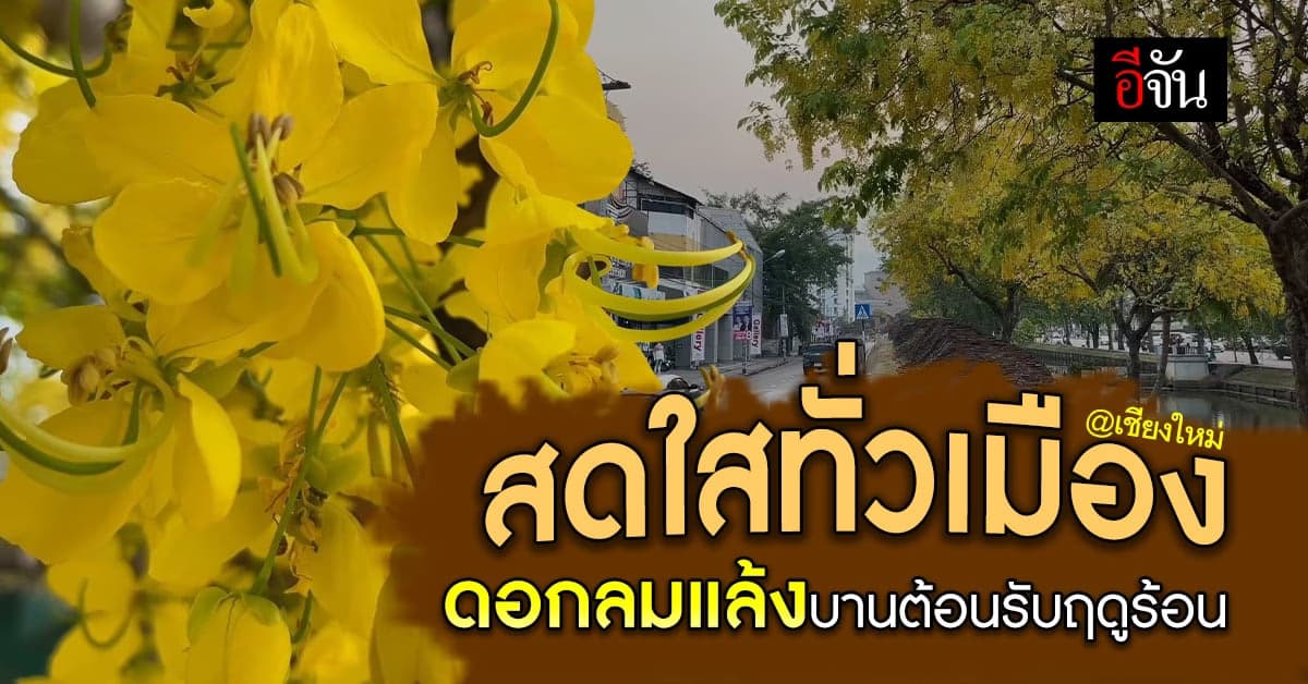 สีเหลืองสะพรั่งเมืองเชียงใหม่ ดอกต้นราชพฤกษ์ บานต้อนรับหน้าร้อน