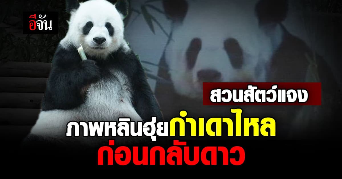 สวนสัตว์เชียงใหม่ แจงภาพหลินฮุ่ยกำเดาไหลเป็นอาการวิกฤตยังไม่เสียชีวิต