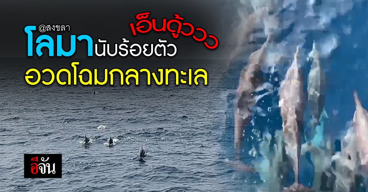 ตำรวจน้ำสงขลา เปิดภาพ โลมาฝูงใหญ่ นับ 100 ตัว ว่ายน้ำเล่น กลางอ่าวไทย