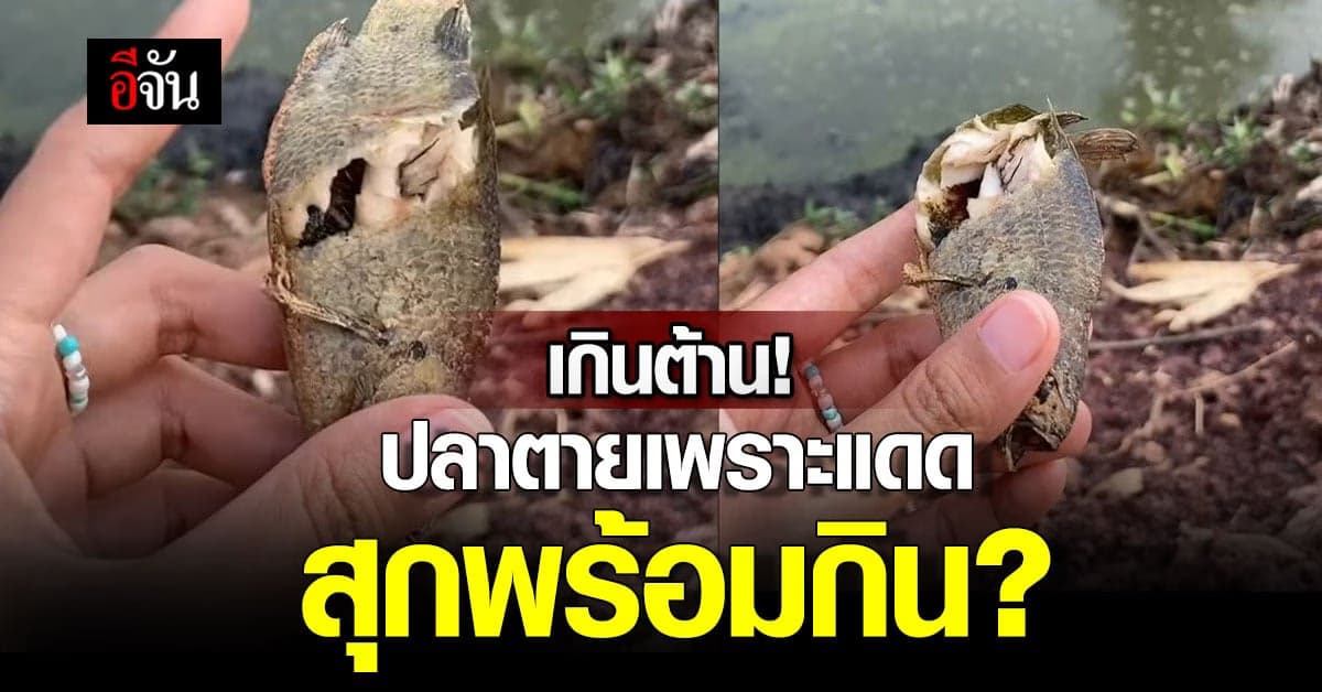 สาวโพสต์คลิป เจอปลานอนตากแดดตาย เนื้อข้างในสุกหมด