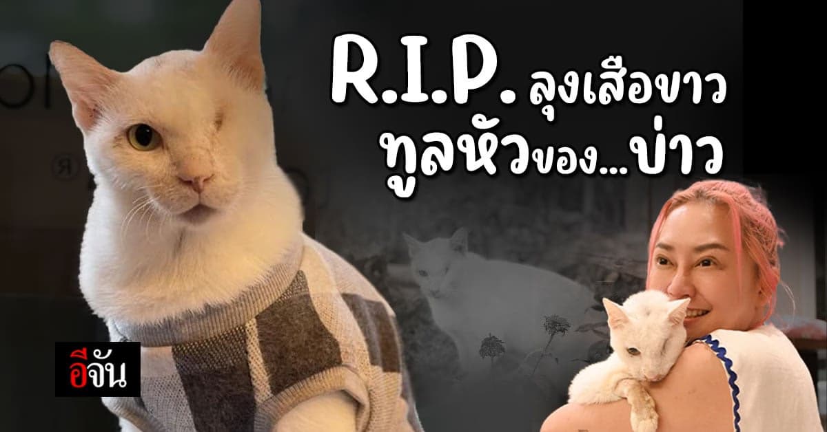 โซเชียลแห่อาลัย เสือขาว ทูลหัวของบ่าว กลับดาวแมวแล้ว