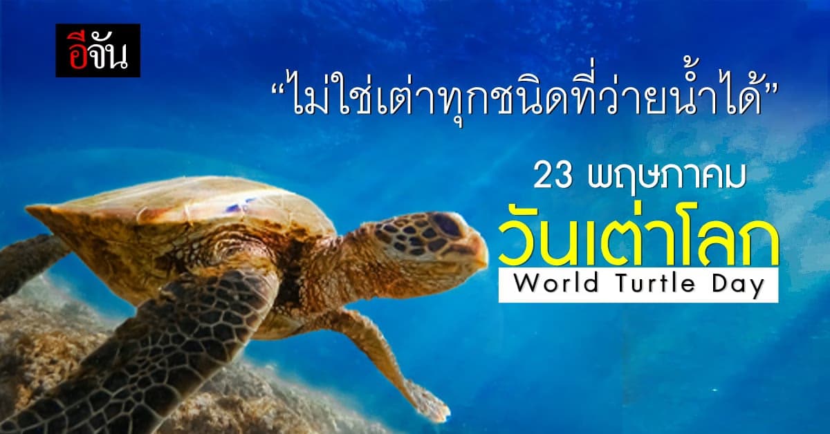 23 พฤษภาคม วันเต่าโลก World Turtle Day