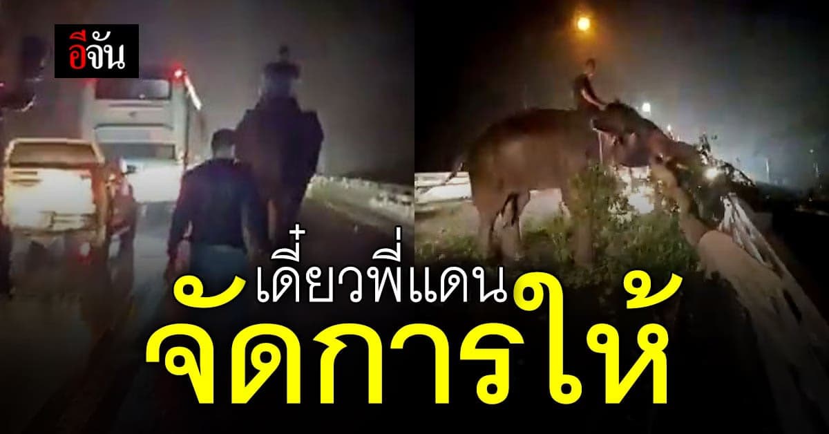 เดี๋ยวพี่ช่วยเอง “ช้างพลายแดนสยาม” ช่วยลากไม้ล้มขวางถนน เปิดทาง