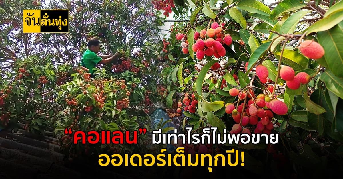 ออเดอร์เต็มสะบัด! คอแลน ไม้ป่าหาทายาก