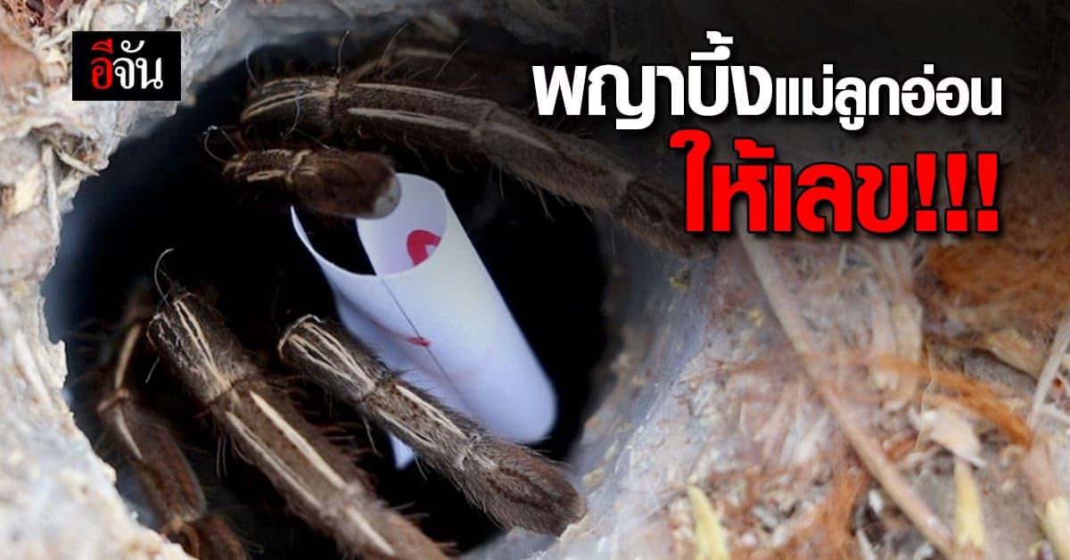 นักเสี่ยงดวง ลุ้น เลขเด็ด จาก พญาบึ้ง แม่ลูกอ่อน อ่างทอง