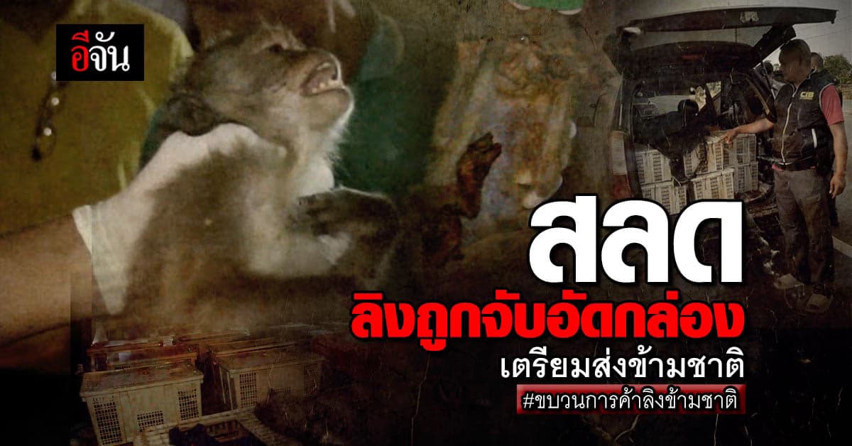 ลิงวอก ถูกจับอัดกล่อง เตรียมส่งข้ามชาติ