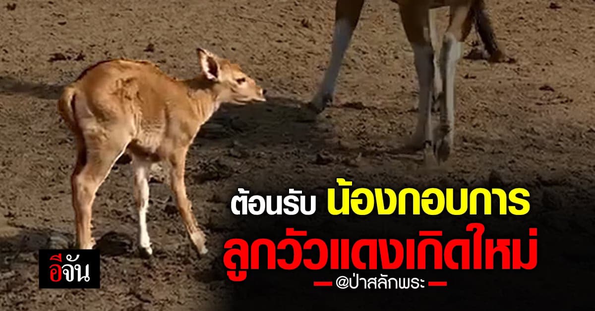 ศูนย์ศึกษาธรรมชาติฯเขาน้ำพุ ต้อนรับ น้องกอบการ วัวแดง เกิดใหม่ ตัวที่3