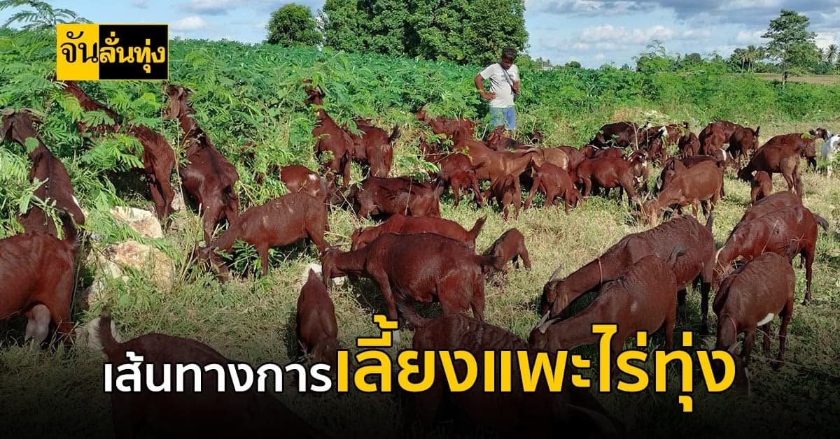 เลี้ยงแพะไร่ทุ่งที่แสนธรรมดาแต่สร้างมูลค่ากว่าแสนบาทต่อปี