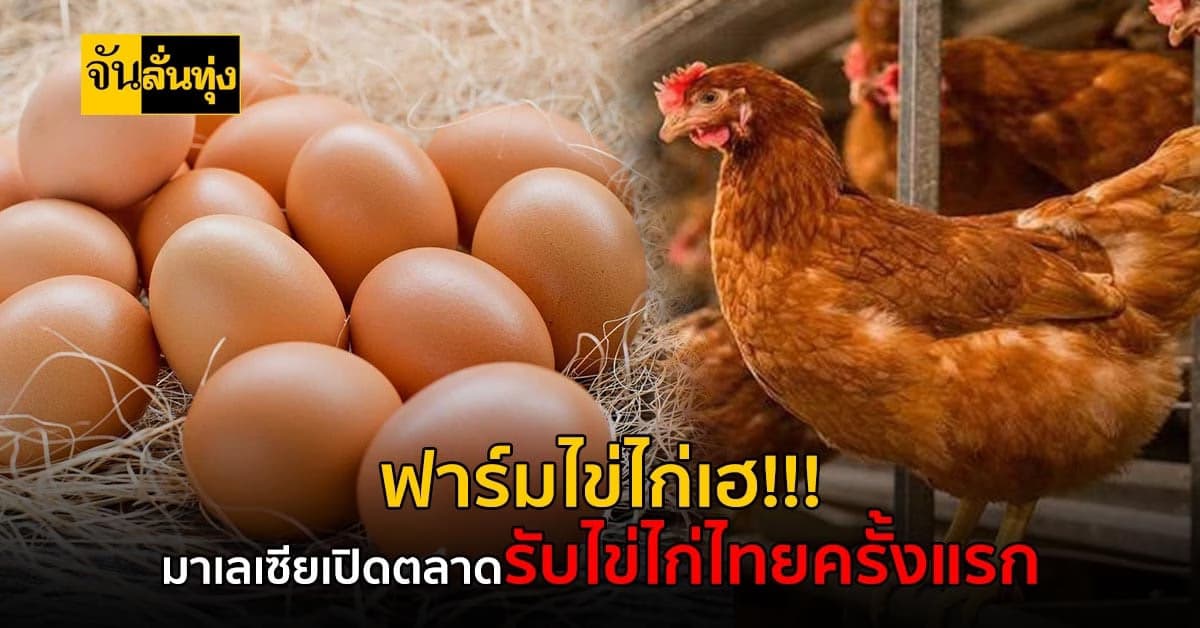 มาเลเซียเปิดตลาดรับไข่ไก่ไทยครั้งแรก มีผลถึงวันที่ 30 พฤษภาคม 2566