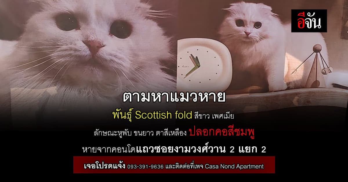 เจ้าของตามหา แมวสุดรัก พร้อมบอก น้องคือเหตุผลการมีชีวิตอยู่