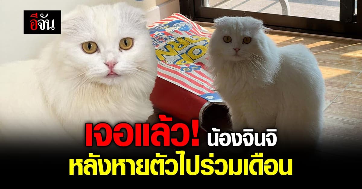 เจ้าของดีใจ! ได้น้องแมวจินจิกลับสู่อ้อมกอดอีกครั้ง