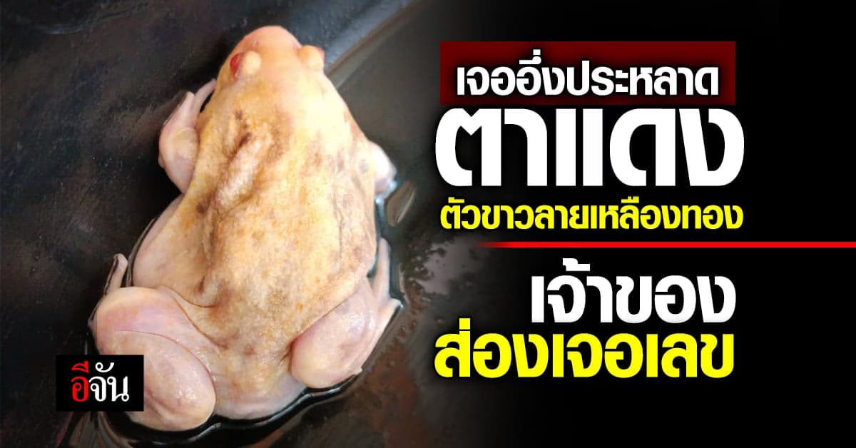 ชาวบ้านว๊าว เจอ อึ่งประหลาด สีเหลืองทอง ตาแดงก่ำ แถมตาดี เจอ เลขเด็ด