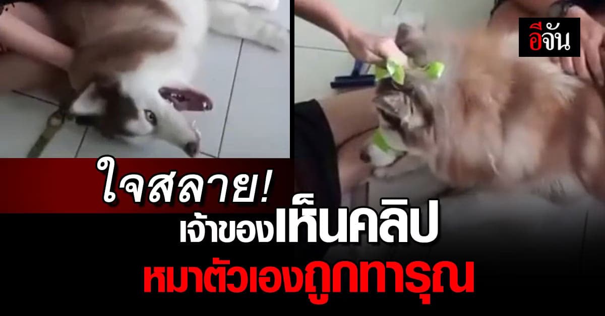 เจ้าของใจสลาย เห็นคลิปหมาตัวเองโดนทำร้ายเพื่อแปรงขน