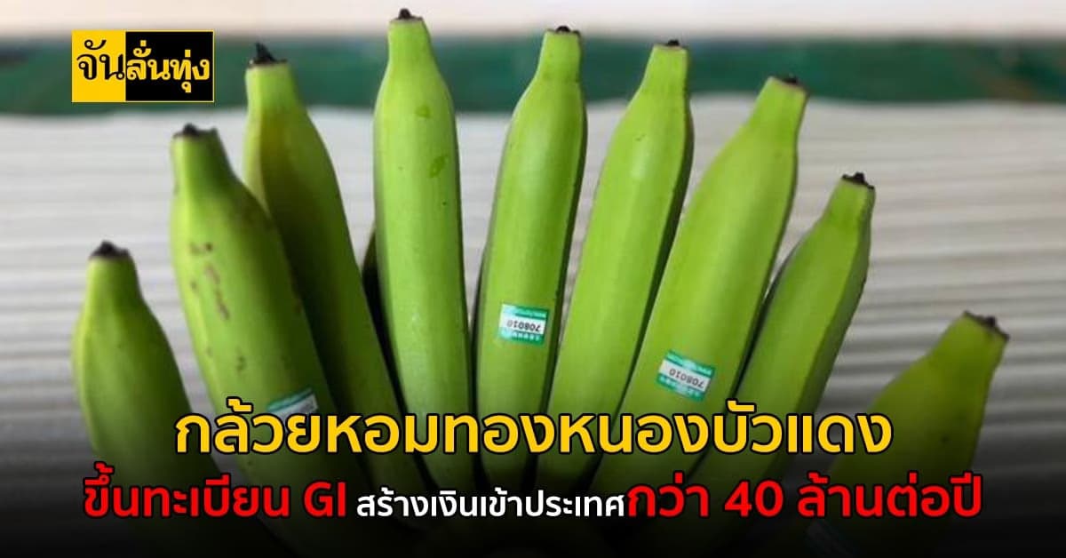 เปิดตัว GI ตัวใหม่ #กล้วยหอมทองหนองบัวแดง สร้างเงินกว่า 40 ล้านต่อปี