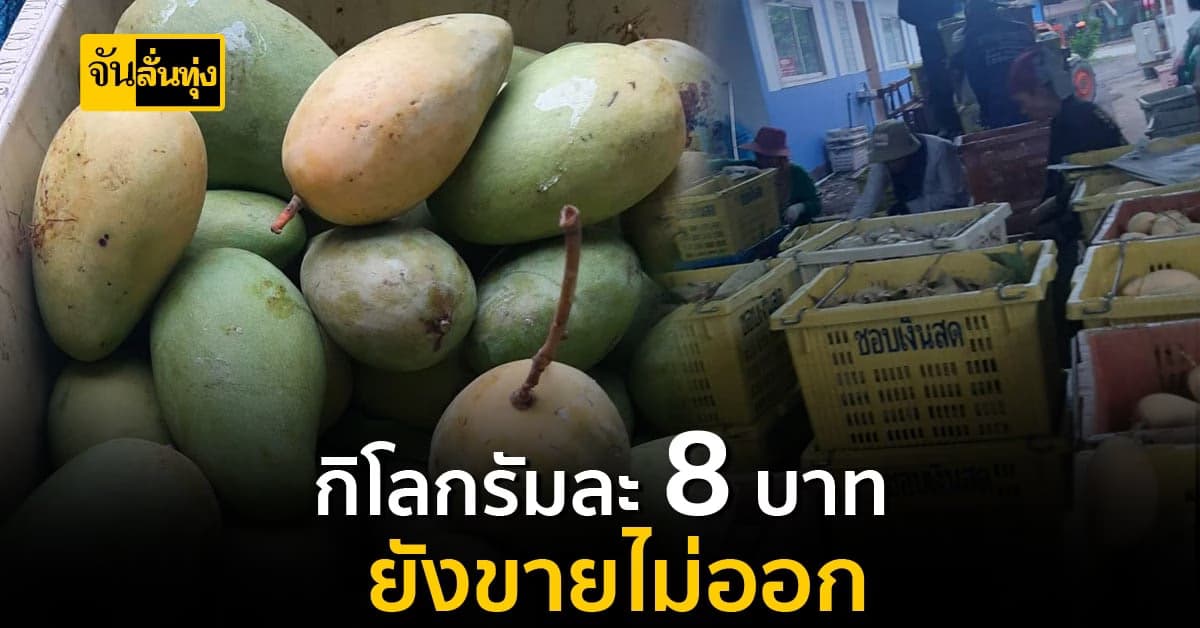 ราคามะม่วงดิ่ง 8 บาทยังขายยาก
