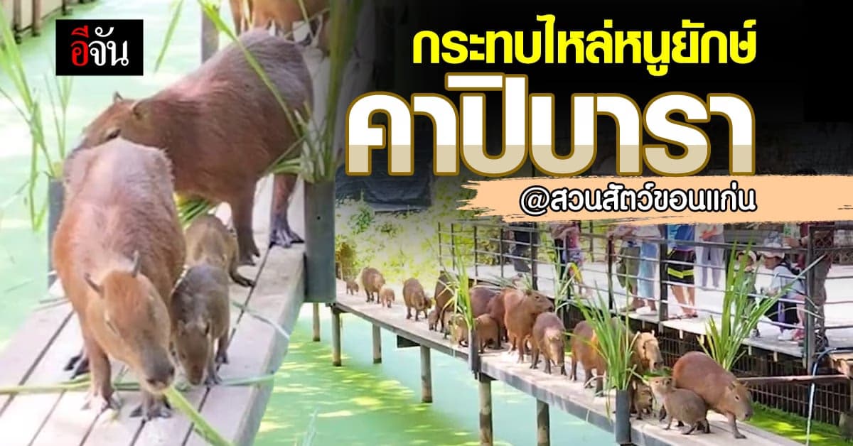 กิจกรรมสุดน่ารัก ป้อนอาหาร น้อง คาปิบารา เนื่องในวันฉัตรมงคล