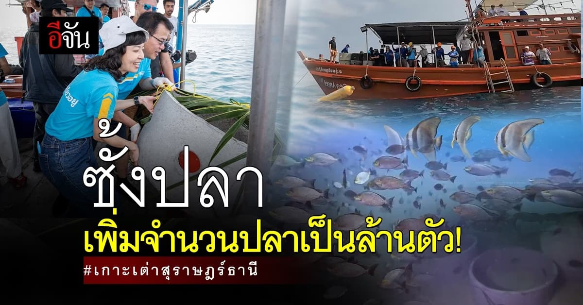 ซั้งปลา บ้านปลาถาวร วิถีประมงดั้งเดิม เกาะเต่า เพิ่มจำนวนปลา