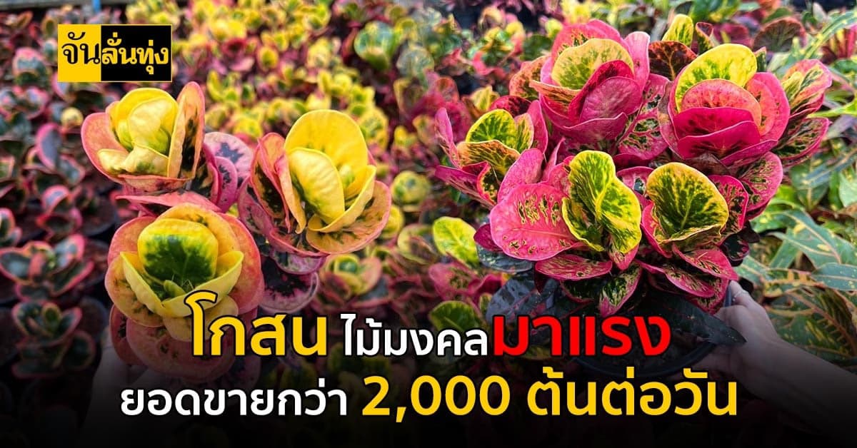 ไม้มงคลยอดนิยมสำหรับนักสะสม ยอดขายกว่า 2,000 ต้นต่อวัน