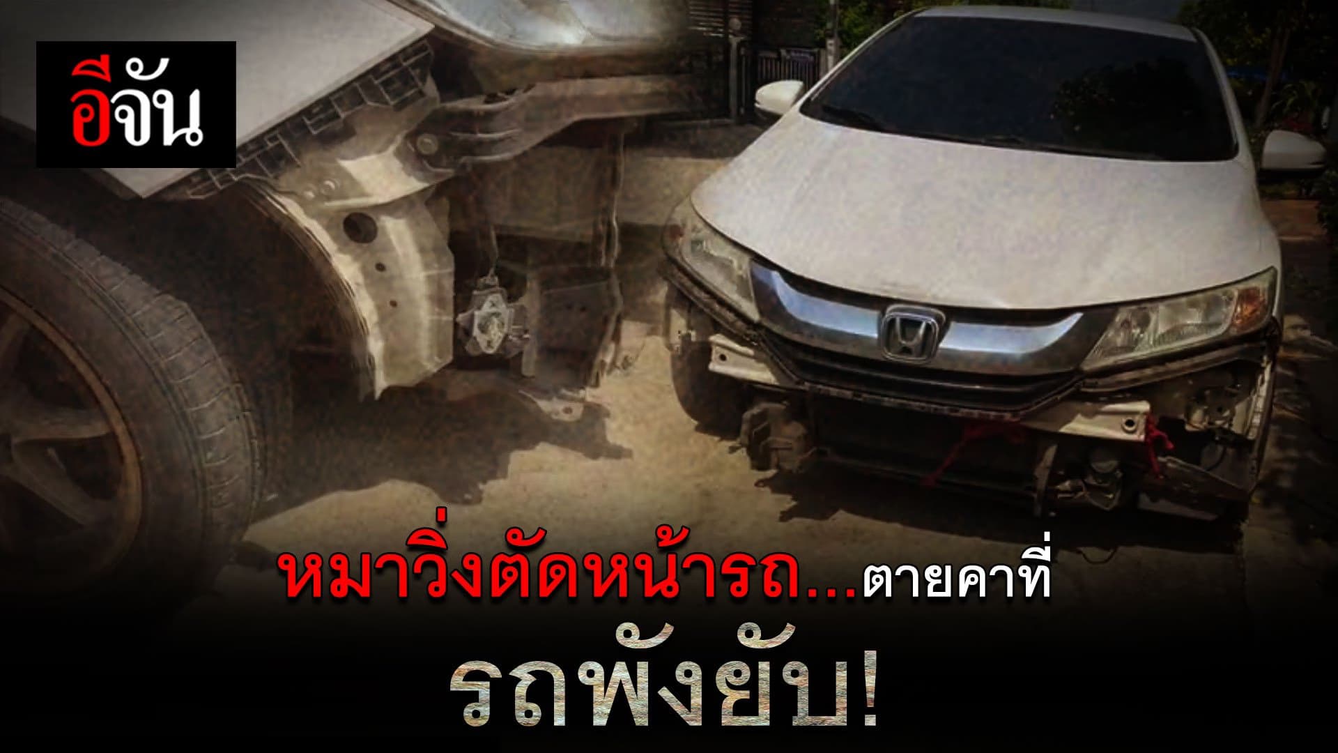 🎬 ใครผิด? หมาวิ่งตัดหน้ารถ..ตายคาที่ รถพังยับ!