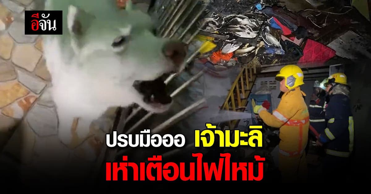 น้องมะลิ หมาฮีโร่ เห่าปลุกเจ้าของ เตือนไฟไหม้ หวิดลามทั้งชุมชน