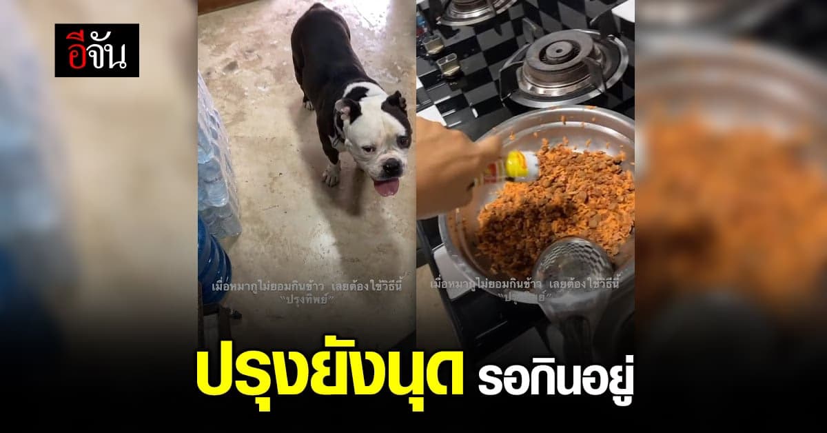 เอ็นดู เจ้าหมาแสนรู้ ไม่ยอมกินข้าว ต้องให้เจ้าของปรุงทิพย์ให้ก่อน