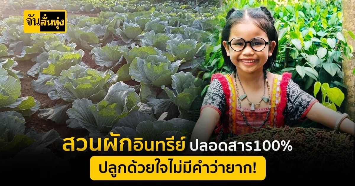หนีเมืองกรุง มาทำสวนผักอินทรีย์ที่บ้านเกิด สร้างรายได้หลักหมื่น