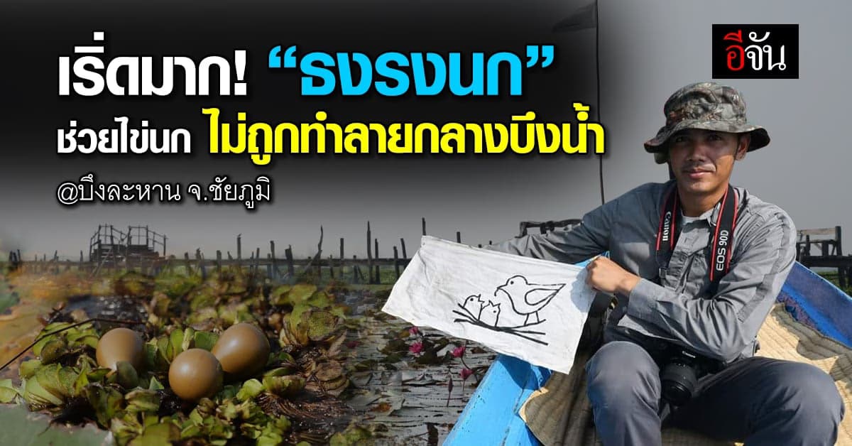 จนท.ร่วมกับชาวบ้าน ร่วมกันทำธงรังนกปักกลางบึงละหาน ไม่ให้ไข่ถูกทำลาย