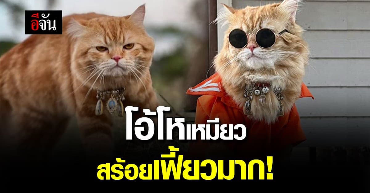 น่ารัก! แมววัดสุดเฟี้ยว หลวงพ่อทำปลอกคอให้ใส่ พร้อมพระ 3 องค์