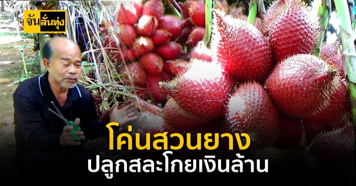 โค่นสวนยาง หลังราคาตก หันมาปลูกสละขาย สร้างรายได้หลักล้าน