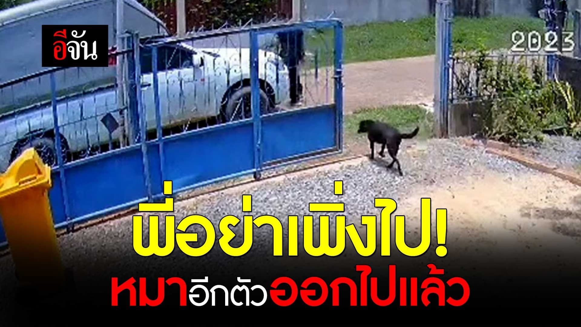 🎬 พี่อย่าเพิ่งไป! หมาอีกตัวออกไปแล้ว